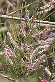  Tamariske Tamarix ramosissima blühender Strauch 