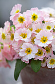 Primeln 'Appleblossom' (Primula japonica) in zartrosa Farbtönen