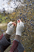 Picking sloes in autumn