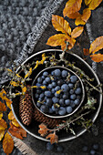Still life with sloe berries and autumn leaves