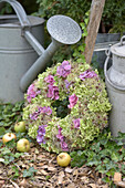 Autumn wreath with hydrangeas (Hydrangea), stonecrop (Sedum) and apples next to watering can and milk can in the garden