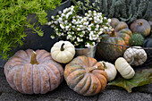 Autumn decoration with pumpkins and twigs with berries of the common snowberry (Symphoricarpos albus) on the patio
