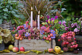 Herbstlich geschmückter Tisch mit Kerzen, Äpfeln, Zieräpfeln, Kissen-Aster (Aster dumosus) im Garten