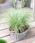 New Zealand sedge, Carex comans, in a white wicker basket