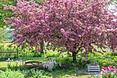 Tulpen (Tulipa) 'Holland Chic' im Beet, Sitzbank unter blühendem Zierapfel (Malus) 'Paul Hauber' mit Hund im Garten