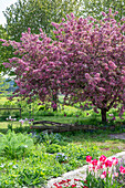 Tulpen (Tulipa) 'Holland Chic' im Beet vor blühendem Zierapfel (Malus) 'Paul Hauber' im Garten