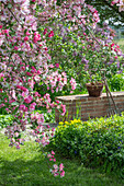 Blühender Zierapfel (Malus) 'Paul Hauber', Wolfsmilch (Euphorbia polychroma), kleines Immergrün