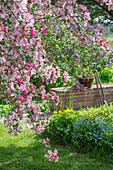 Blühender Zierapfel (Malus) 'Paul Hauber', Wolfsmilch (Euphorbia polychroma), kleines Immergrün