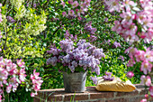 Blumenstrauß aus Fliederblüten (Syringa Vulgaris) im Eimer auf Gartenmauer neben Obstblüten, Zierapfelblüten