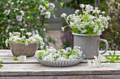 Waldmeisterblüten (Galium Odoratum) auf Teller und als Strauß auf Terrassentisch