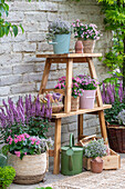 Etagere mit Thymian, Nelken, Bouvardia, Ziersalbei 'Marvel Rose' in Töpfen auf der Terrasse