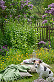 Blühender Flieder (Syringa Vulgaris) im Garten, Knoblauchsrauke, Hahnenfuss und Hund neben Kissen im Gras