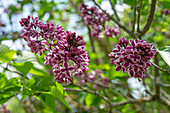 Fliederblüte 'Sensation' (Syringa Vulgaris) am Strauch, close-up