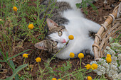 Cat in the flower bed in front of basket of yarrow (Achillea) and dyer's chamomile (Anthemis tinctoria)