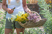 Frau schneidet Schafgarbe (Achillea), Oregano (echter Dost)  und echtes Johanniskraut (Hypericum perforatum) im Garten