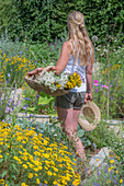 Woman cuts yarrow (Achillea), oregano (true dost) and St John's wort (Hypericum perforatum) in the garden