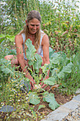 Frau erntet Kohlrabi im Beet 