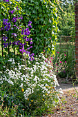 Garden wall and fence with clematis, crown campion, double bertamis (Achillea ptarmica) and hanging maidenhair vine