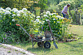 Staudenbeet mit Hortensie 'Annabell' (Hydrangea Arborescens), Patagonisches Eisenkraut, Borretsch, Dost und Johanniskraut, Schubkarre