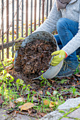 Woman gardening in autumn, wintering clematis (Clematis x jackmanii)