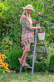 Woman harvesting cherries in enamel bucket in summer garden on ladder