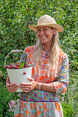 Woman harvesting cherries (Prunus Avium) in enamel bucket in summer garden