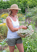 Frau erntet Blüten der Schafgarbe (Achillea) im Gartenbeet