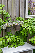 Kletterpflanzen und Blumentöpfe an Holzwand