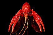 Close-up of a crayfish with reflection on a black background