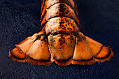 Lobster tail on blue background - seafood, fresh, ingredient