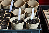 Seedlings in biodegradable pots with labelling