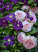 Rosen und Waldrebe im sommerlichen Gartenbeet