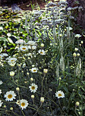 Weiße Margeriten (Leucanthemum vulgare) im sommerlichen Gartenbeet