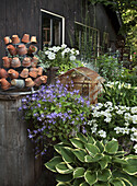 Gartenarrangement mit blühenden Topfpflanzen und Terrakottatöpfen