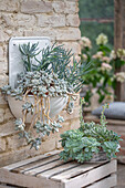 Moonstone (Pachyphytum oviferum), Senecio Blue (Senecio serpens) and Echeveria (Echeveria agavoides) in pots and in an old sink on the patio