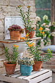 Seidenpflanze (Asclepias) und Echeverien (Echeveria agavoides) in Töpfen auf der Terrasse