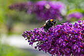 Bumblebee on summer lilac (Buddleja), portrait