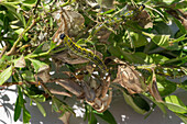 Box tree moth (Cydalima perspectalis), pest on box tree