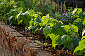 Bohnen im Beet (Phaseolus Vulgaris) mit Blüten