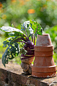 Lustig gewachsener Kohlrabi (Brassica oleracea) auf Mauer, Stillleben