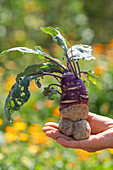 Funny grown kohlrabi (Brassica oleracea) on hand, close-up