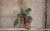 Lustig gewachsener Kohlrabi (Brassica oleracea) auf Fenstergitter, Stillleben