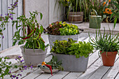 Pflanze mit Chilischoten (Capsicum Annuum), Salat im Kübel, Bulbine im Topf auf Terrasse