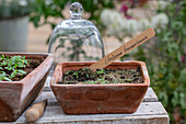 Argentine verbena (Verbena bonariensis), growing in pots