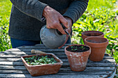 Argentine verbena (Verbena bonariensis), growing and watering in pots