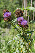 Artichoke thistle (Cynara cardunculus), portrait