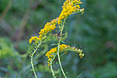 Blühende Goldrute (Solidago) mit Wespe, Portrait