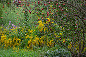 Rosehip bush, dog rose (Rosa canina) with berries in front of goldenrod