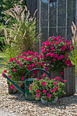 Verbena with feather bristle grass in a pot on a summer gravel terrace