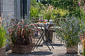 Pflanztöpfe auf Holzterrasse mit Bartblume (Caryopteris), rotem Lampenputzergras 'Rubrum' und japanischem Blutgras vor Sitzplatz